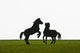 Horses playing Wall Mural