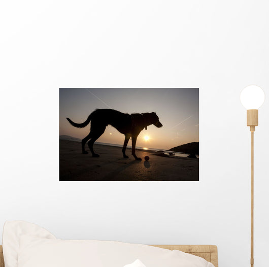 A dog with his ball at sunset at Whitesands Beach Wall Mural