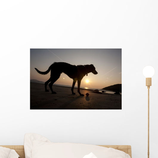A dog with his ball at sunset at Whitesands Beach Wall Mural