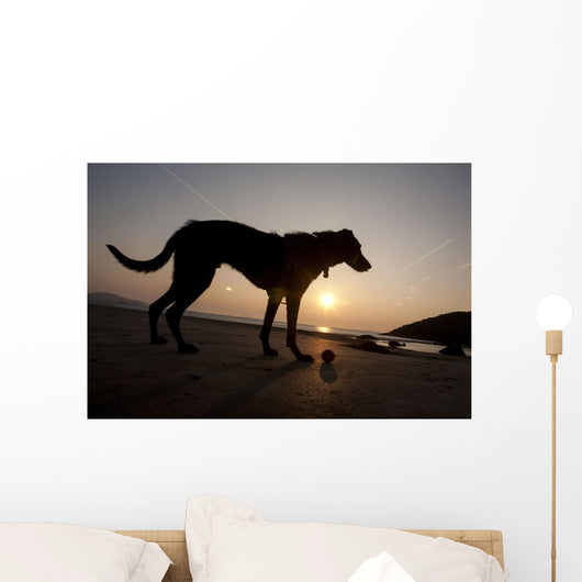 A dog with his ball at sunset at Whitesands Beach Wall Mural