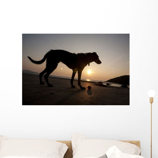 A dog with his ball at sunset at Whitesands Beach Wall Mural