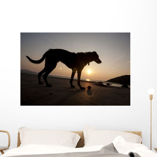 A dog with his ball at sunset at Whitesands Beach Wall Mural