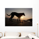 A dog with his ball at sunset at Whitesands Beach Wall Mural