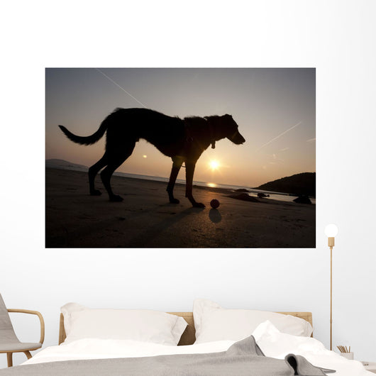 A dog with his ball at sunset at Whitesands Beach Wall Mural