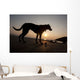 A dog with his ball at sunset at Whitesands Beach Wall Mural