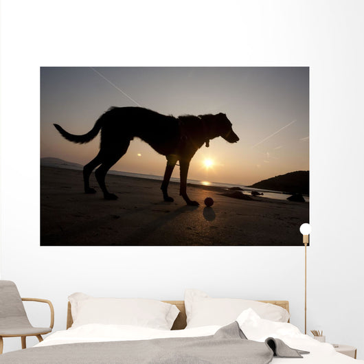 A dog with his ball at sunset at Whitesands Beach Wall Mural