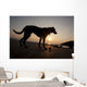 A dog with his ball at sunset at Whitesands Beach Wall Mural