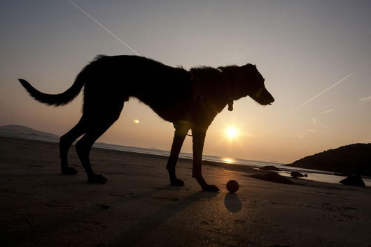 A dog with his ball at sunset at Whitesands Beach Wall Mural