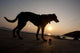 A dog with his ball at sunset at Whitesands Beach Wall Mural