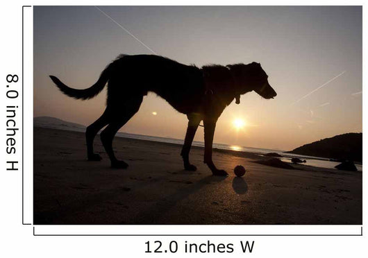 A dog with his ball at sunset at Whitesands Beach Wall Mural