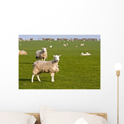 Field Sheep and Lambs Wall Mural shown on a wall