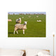 Field of sheep and lambs near Newport on Pembrokeshire Coast Path Wall Mural