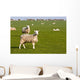 Field of sheep and lambs near Newport on Pembrokeshire Coast Path Wall Mural