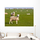 Field of sheep and lambs near Newport on Pembrokeshire Coast Path Wall Mural