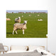 Field of sheep and lambs near Newport on Pembrokeshire Coast Path Wall Mural