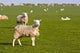 Field of sheep and lambs near Newport on Pembrokeshire Coast Path Wall Mural