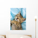 Sweet Cat