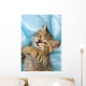 Sweet Cat