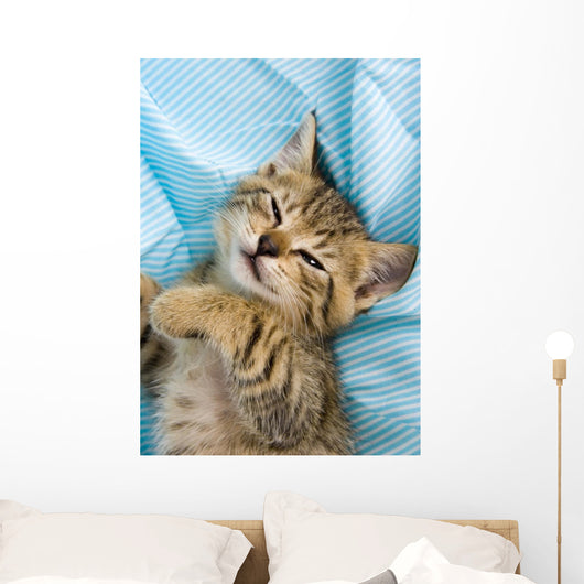 Sweet Cat
