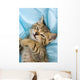 Sweet Cat