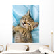 Sweet Cat