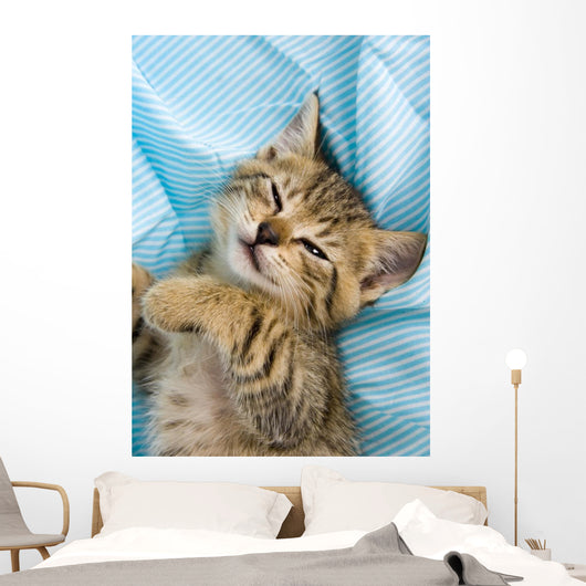 Sweet Cat