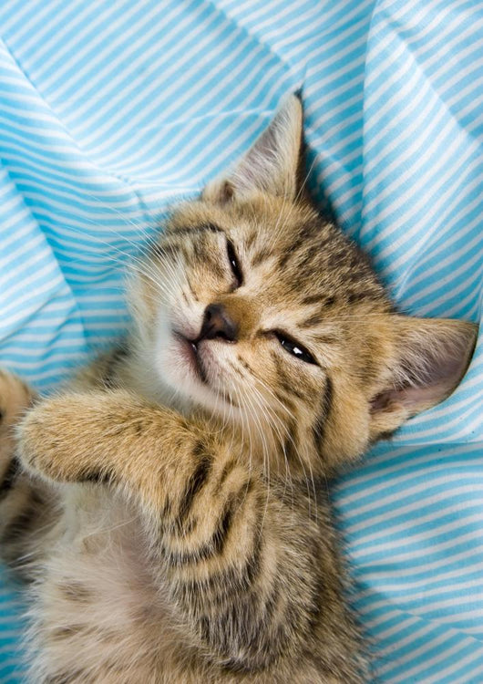 Sweet Cat