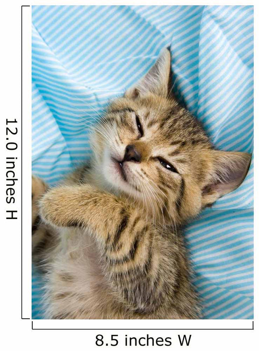 Sweet Cat