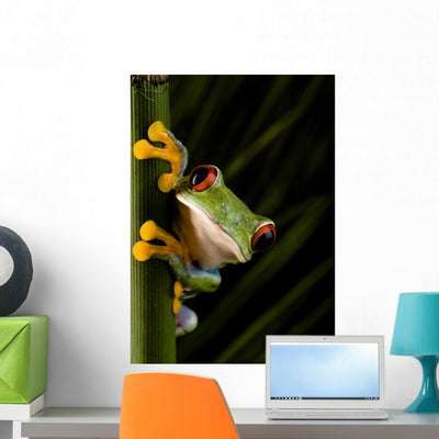 Crazy Frog Wall Decal shown on a wall