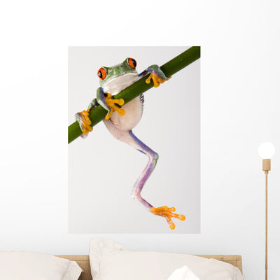 Crazy Frog Wall Decal shown on a wall