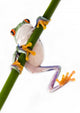 Red Eyed Tree Frog Wall Decal