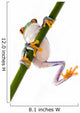 Red Eyed Tree Frog Wall Decal