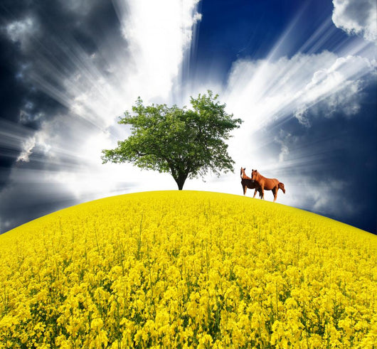 Horse Wall Mural