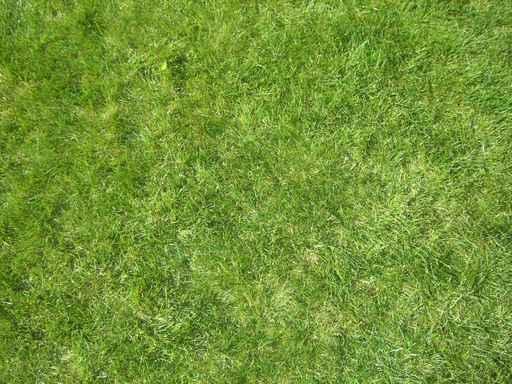 Gras 1 Wall Decal