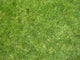 Gras 1 Wall Decal