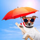 Dog Sunbathing Deck Chair