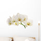 White Orchid