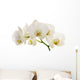 White Orchid