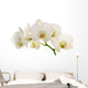 White Orchid