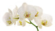 White Orchid