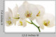 White Orchid