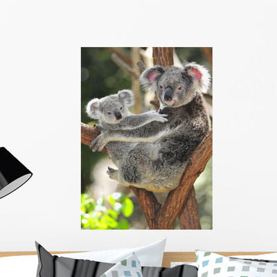 Australian Koala Bear with shown on a wall