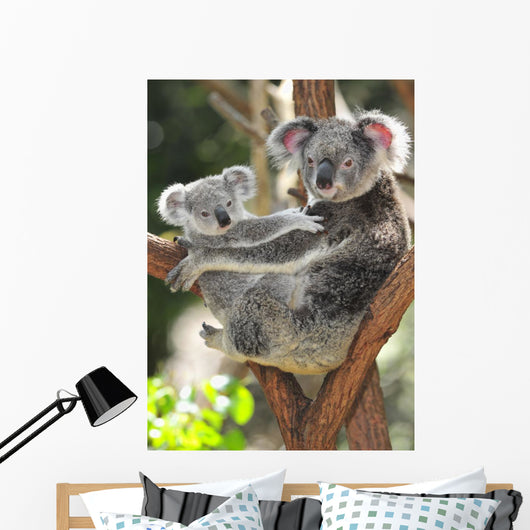 Australian Koala Bear with – Wallmonkeys