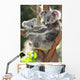 Australian Koala Bear with