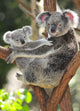 Australian Koala Bear with