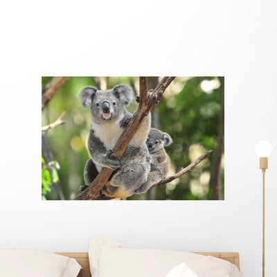 Australian Koala Bear with shown on a wall