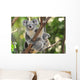 Australian Koala Bear with