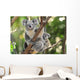 Australian Koala Bear with