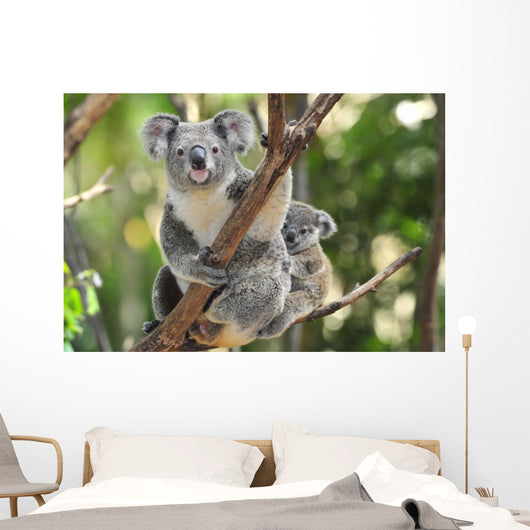 Australian Koala Bear with – Wallmonkeys Australian Koala Bear with – Wallmonkeys