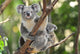 Australian Koala Bear with